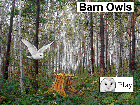 About Barn Owls